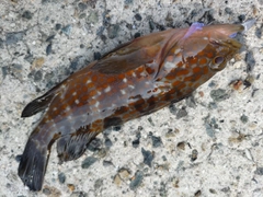 アコウの釣果