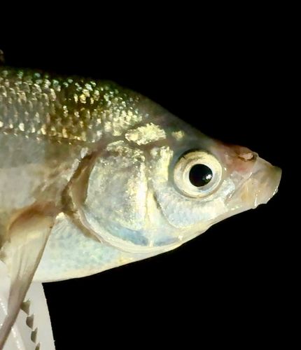 オキタナゴの釣果