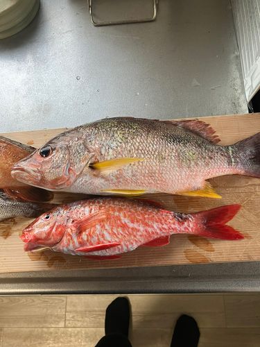 ホウライヒメジの釣果