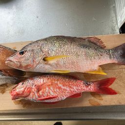 ホウライヒメジ