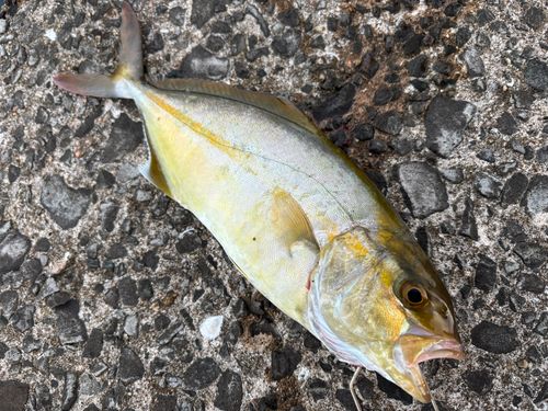 ネリゴの釣果