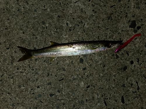 カマスの釣果