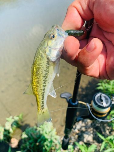 ラージマウスバスの釣果
