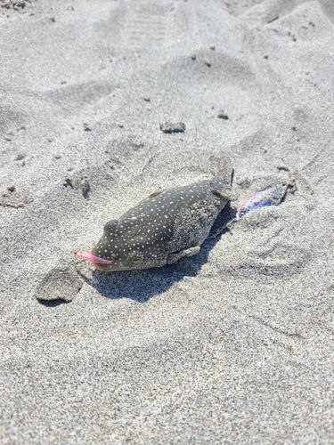 クサフグの釣果