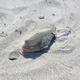 クサフグ