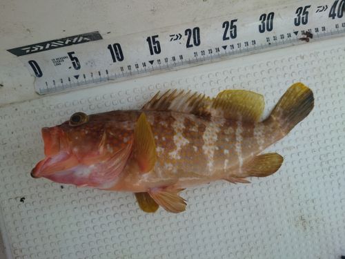 キジハタの釣果