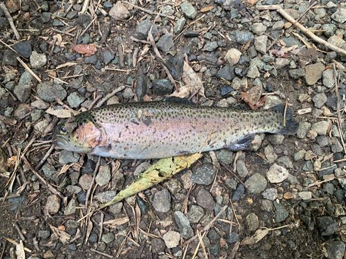 ニジマスの釣果