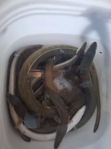 ウナギの釣果