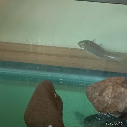キスの釣果