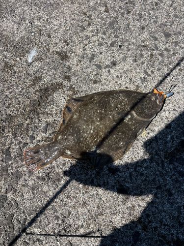 マツカワの釣果