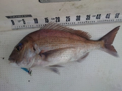 マダイの釣果