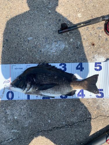 チヌの釣果