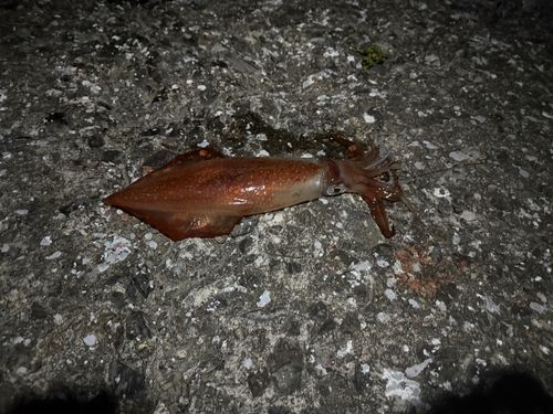 ケンサキイカの釣果