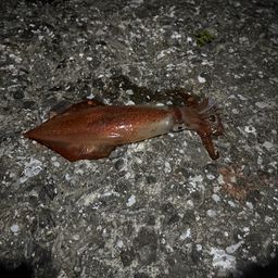 ケンサキイカ