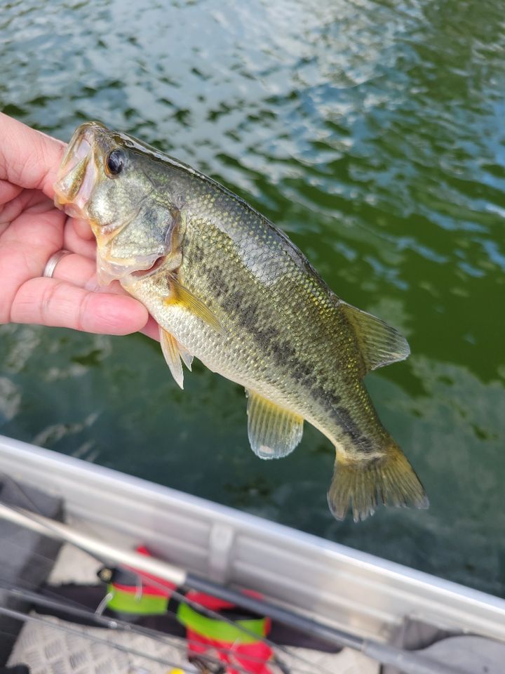 ラージマウスバス