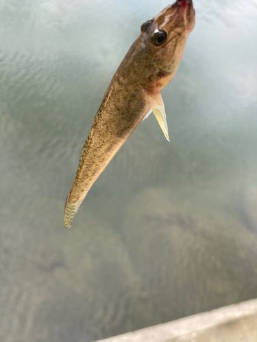 ヨシノボリの釣果