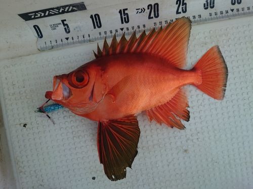 チカメキントキの釣果