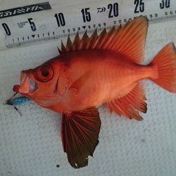 チカメキントキ