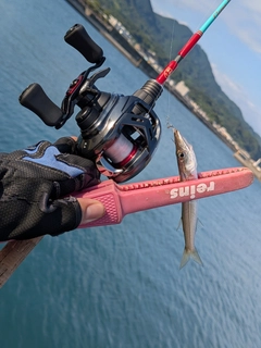 アカカマスの釣果