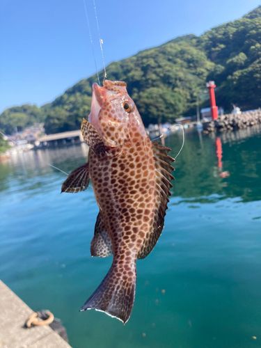 オオモンハタの釣果