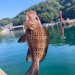 オオモンハタ