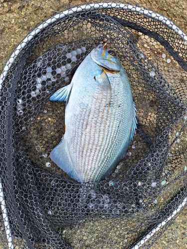 イスズミの釣果
