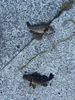 ガヤの釣果