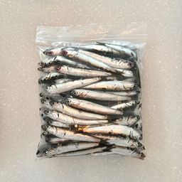 カタクチイワシ