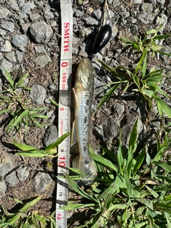 ハゼの釣果