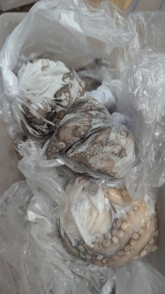 マダコの釣果