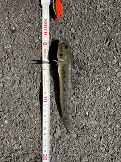 ハゼの釣果