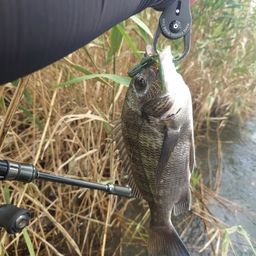 クロダイ