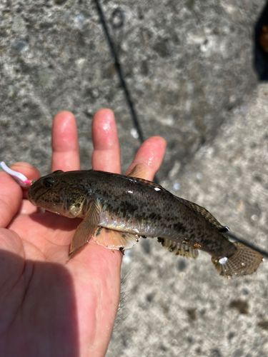 ハゼの釣果