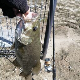 スモールマウスバス