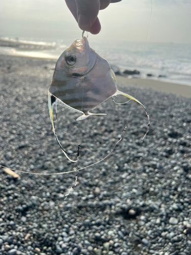 イトヒキアジの釣果