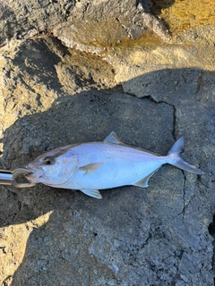 ショゴの釣果