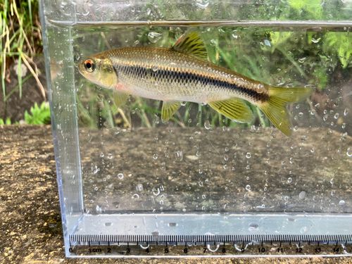 カワムツの釣果