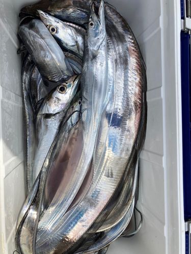 タチウオの釣果