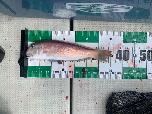 アマダイの釣果