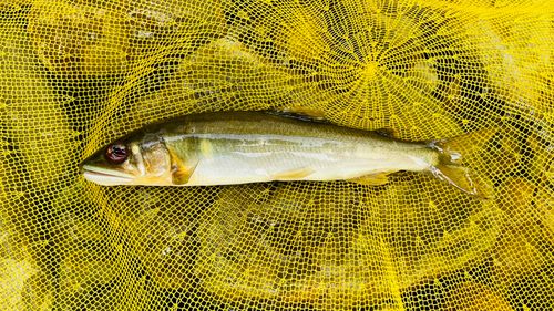 アユの釣果