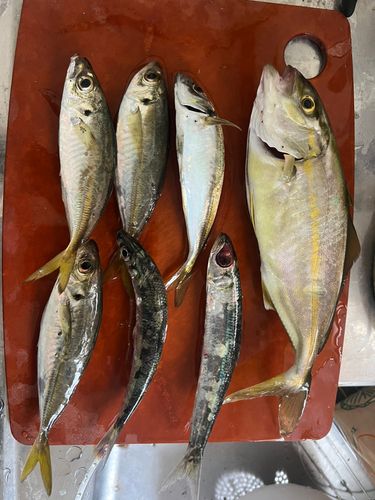 ショゴの釣果