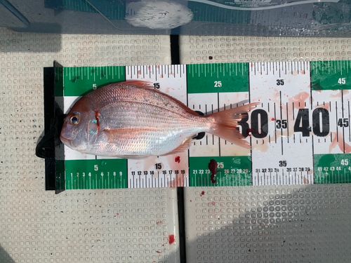 レンコダイの釣果