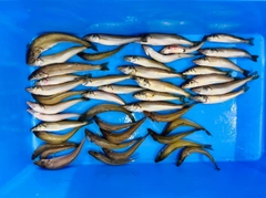 キスの釣果