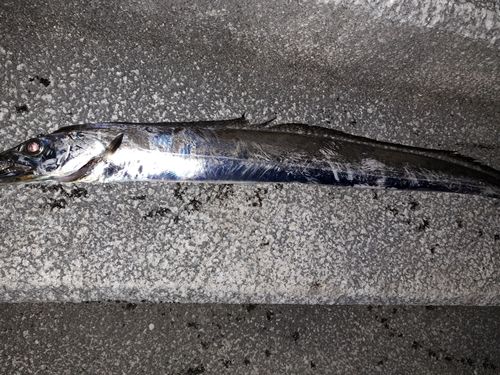 タチウオの釣果