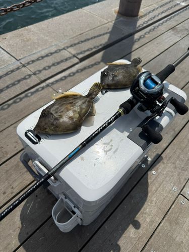 カワハギの釣果