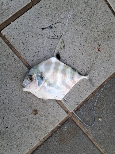 イトヒキアジの釣果