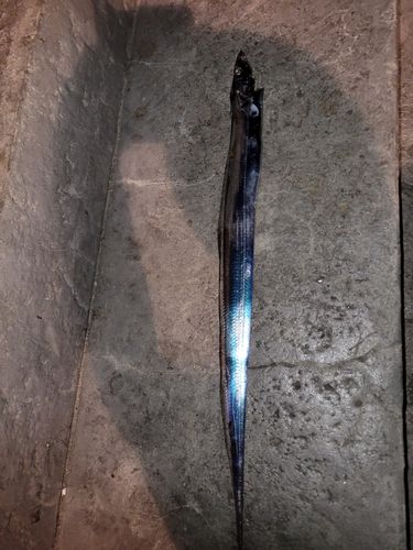 タチウオの釣果
