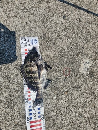 クロダイの釣果
