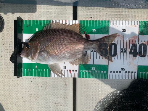 メイチダイの釣果