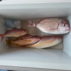 タイの釣果